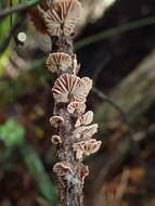 Image of Gymnopus imbricatus J. A. Cooper & P. Leonard 2013