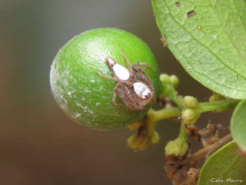 Image of Oxyopes niveosigillatus Mello-Leitão 1945