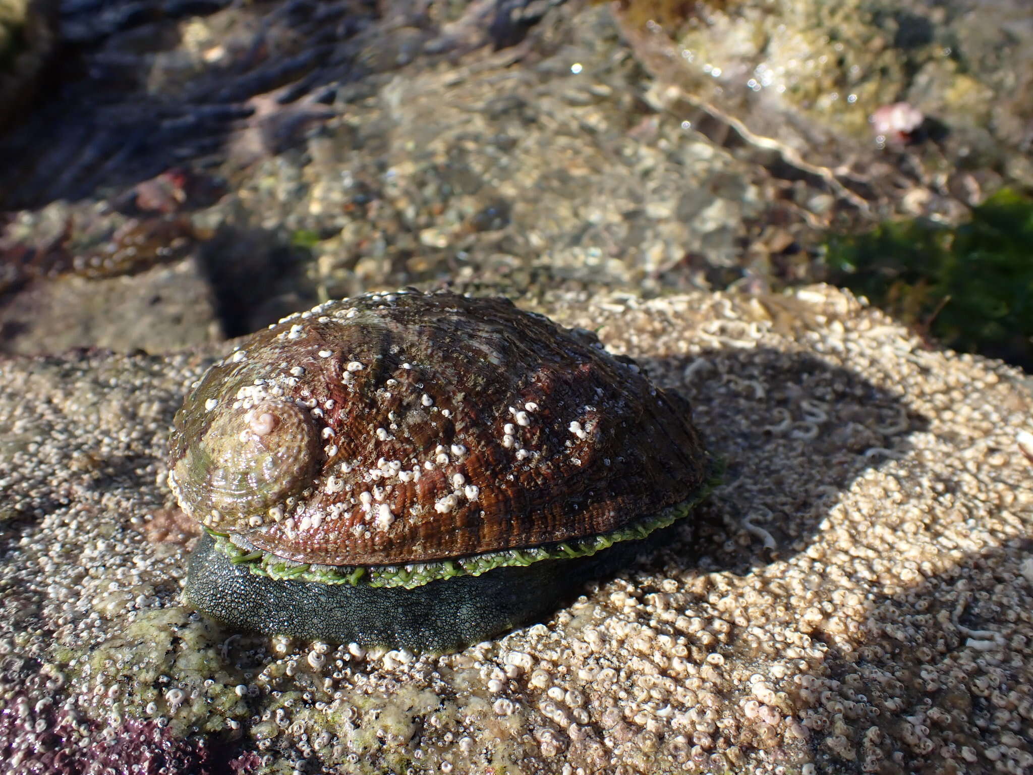 Image of Haliotis tuberculata tuberculata