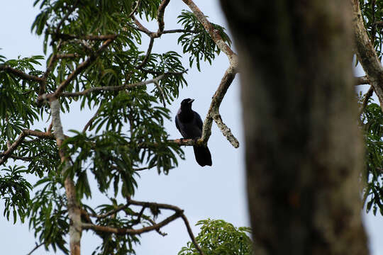 Image of Violaceous Jay