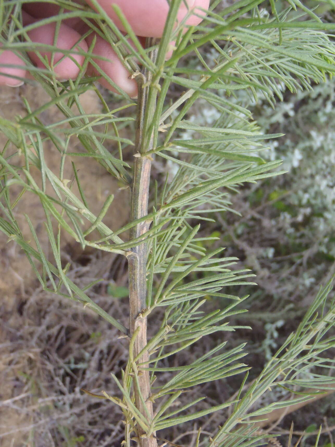 Image of Psoralea brilliantissima