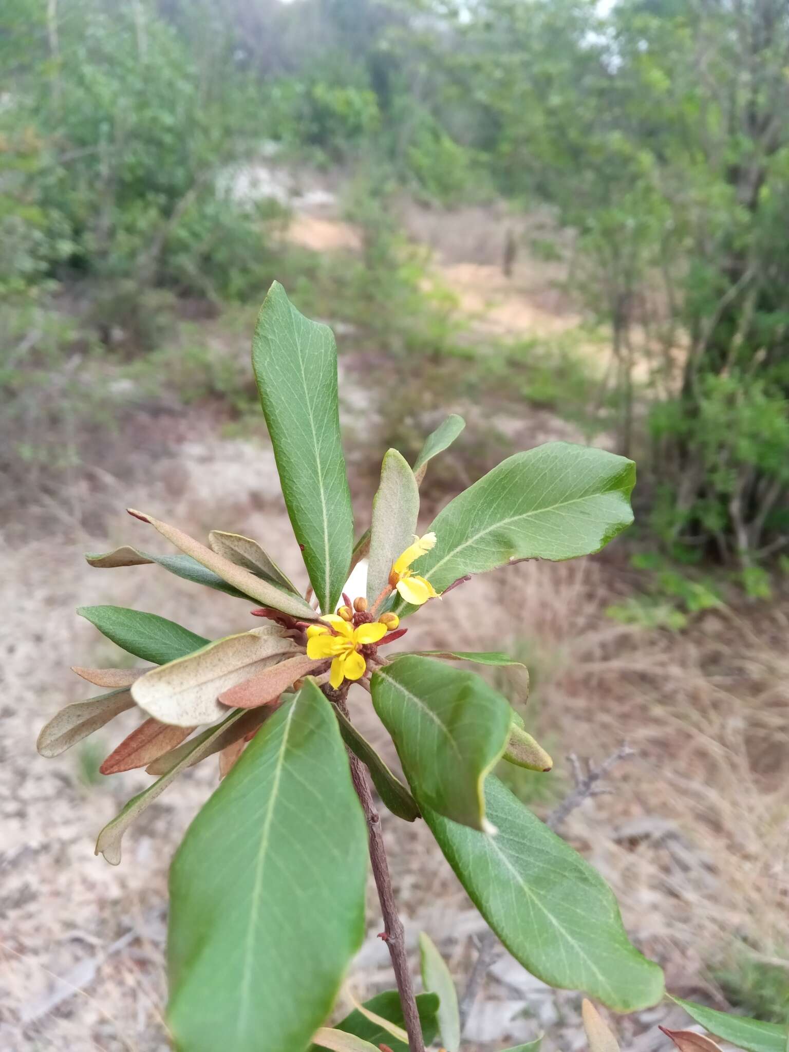 Acridocarpus excelsus A. Juss.的图像