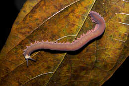 Image of peripatid velvet worms