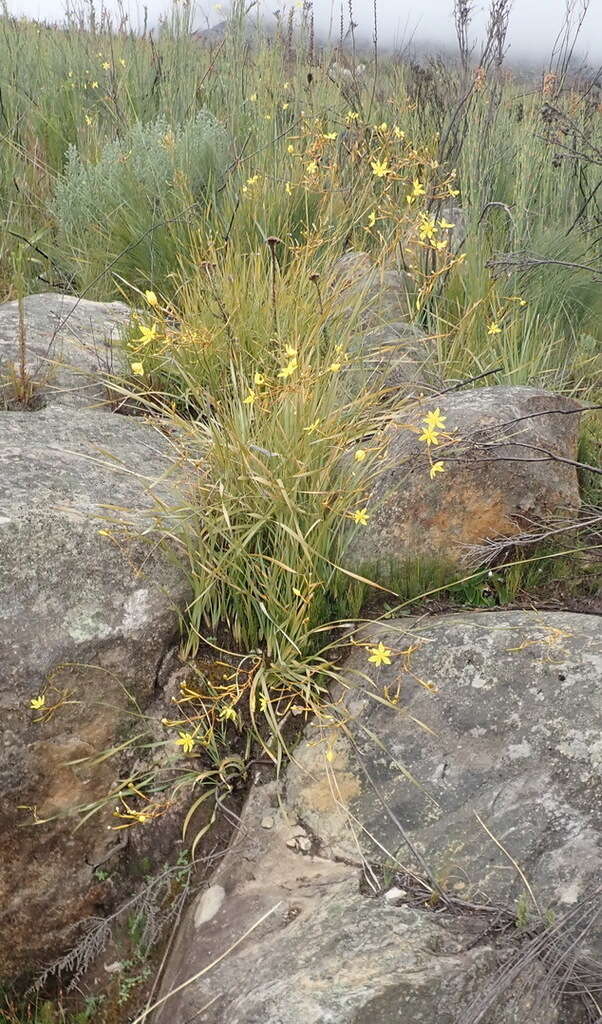 Image of Bobartia paniculata G. J. Lewis