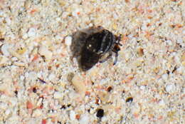 Image of blue-legged hermit crab