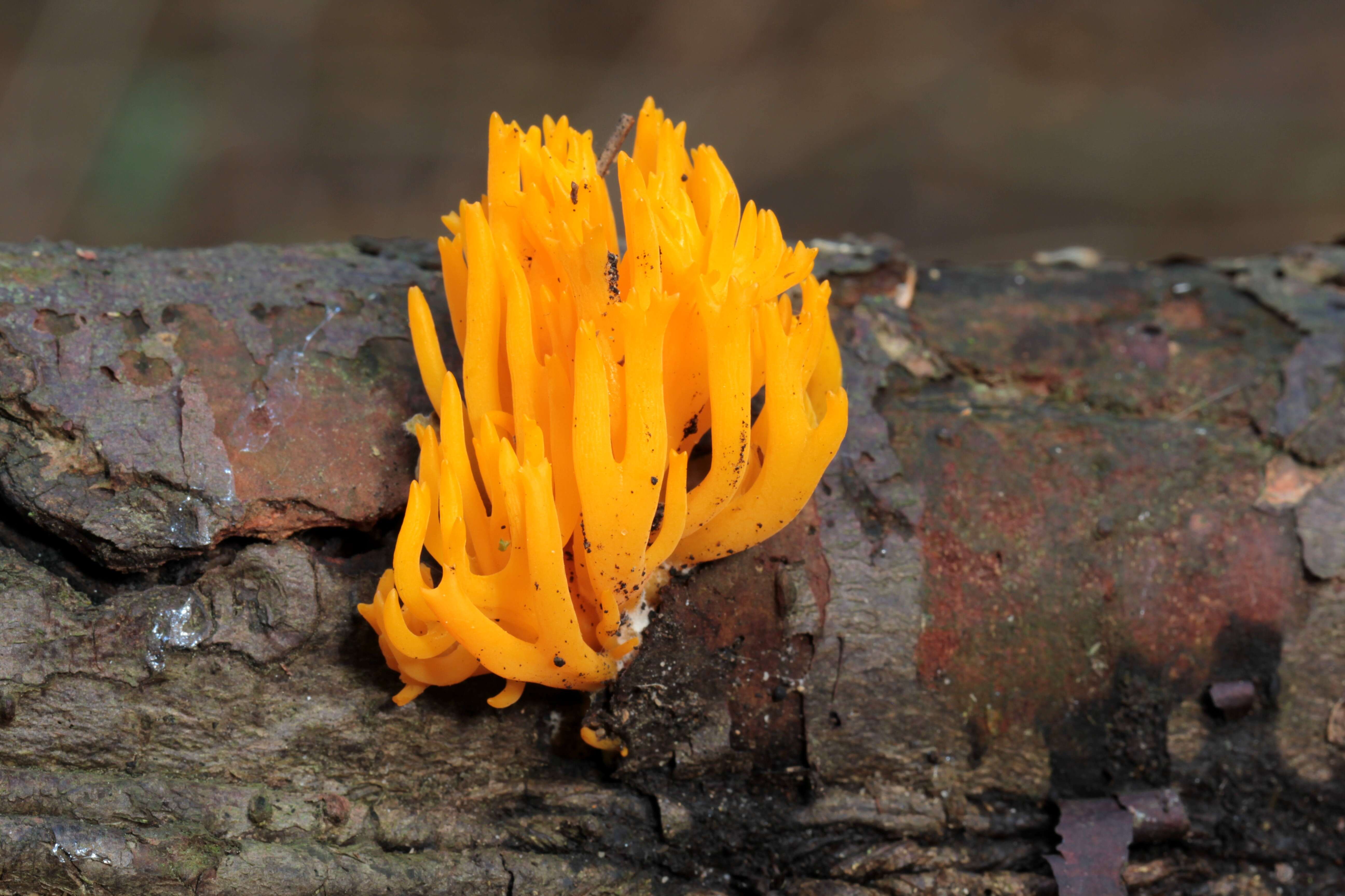 Imagem de Calocera viscosa (Pers.) Fr. 1821