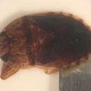 Image of Pelocoris balius La Rivers 1970