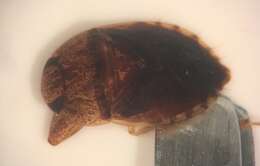 Image of Pelocoris balius La Rivers 1970