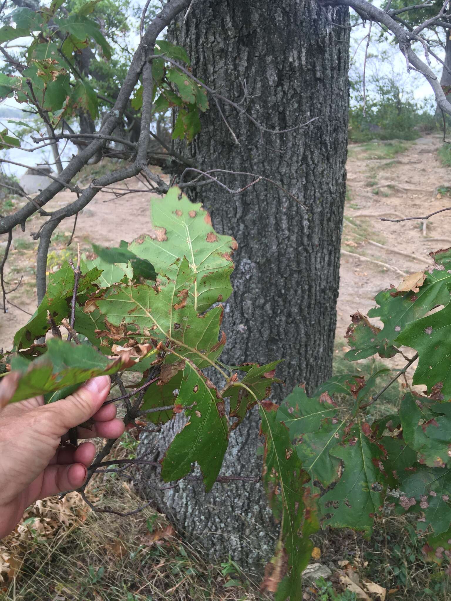 Imagem de Quercus hawkinsiae Sudw.