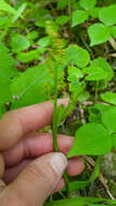 Image of branched moonwort