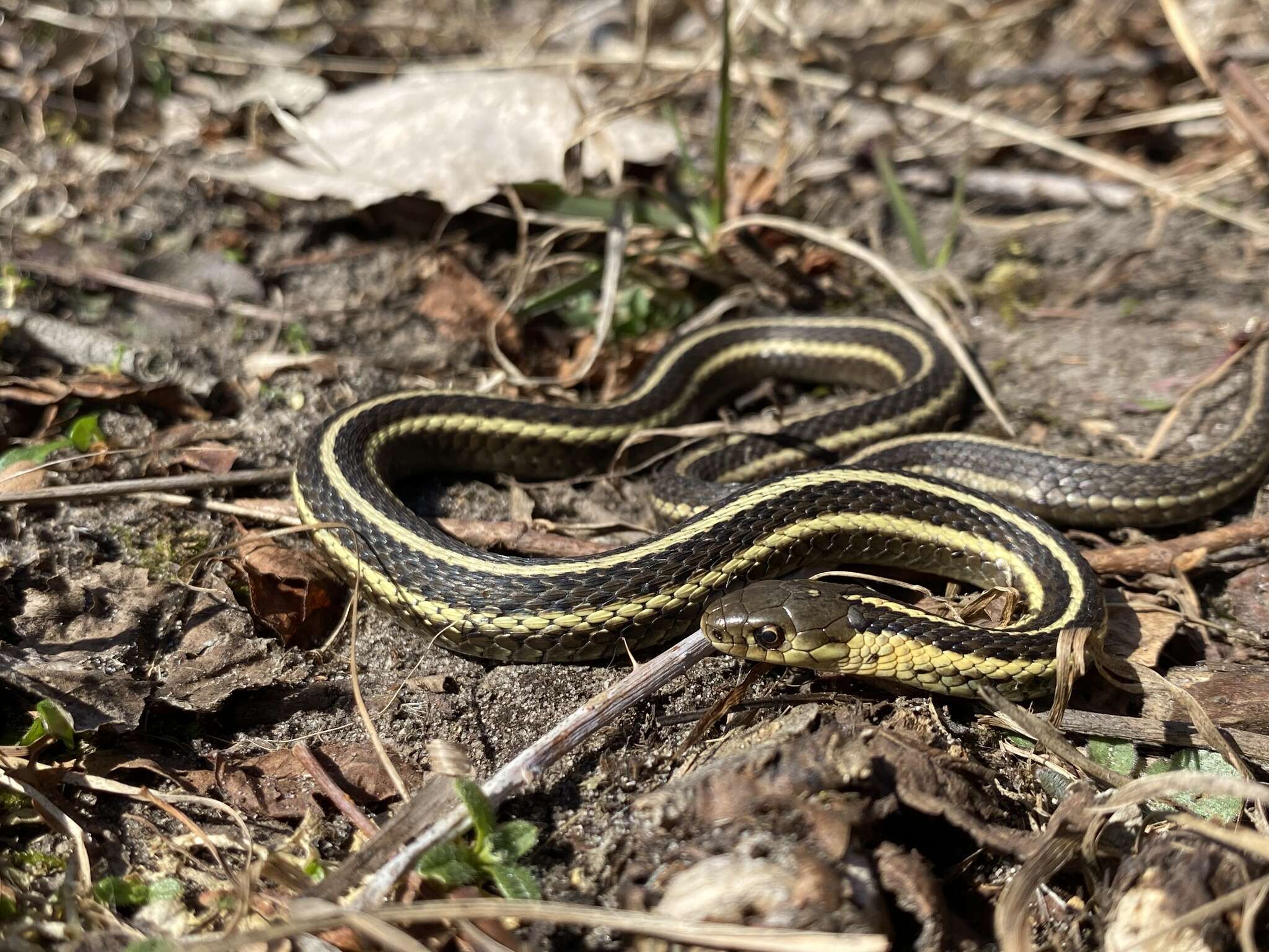 Image of Butler's Garter Snake