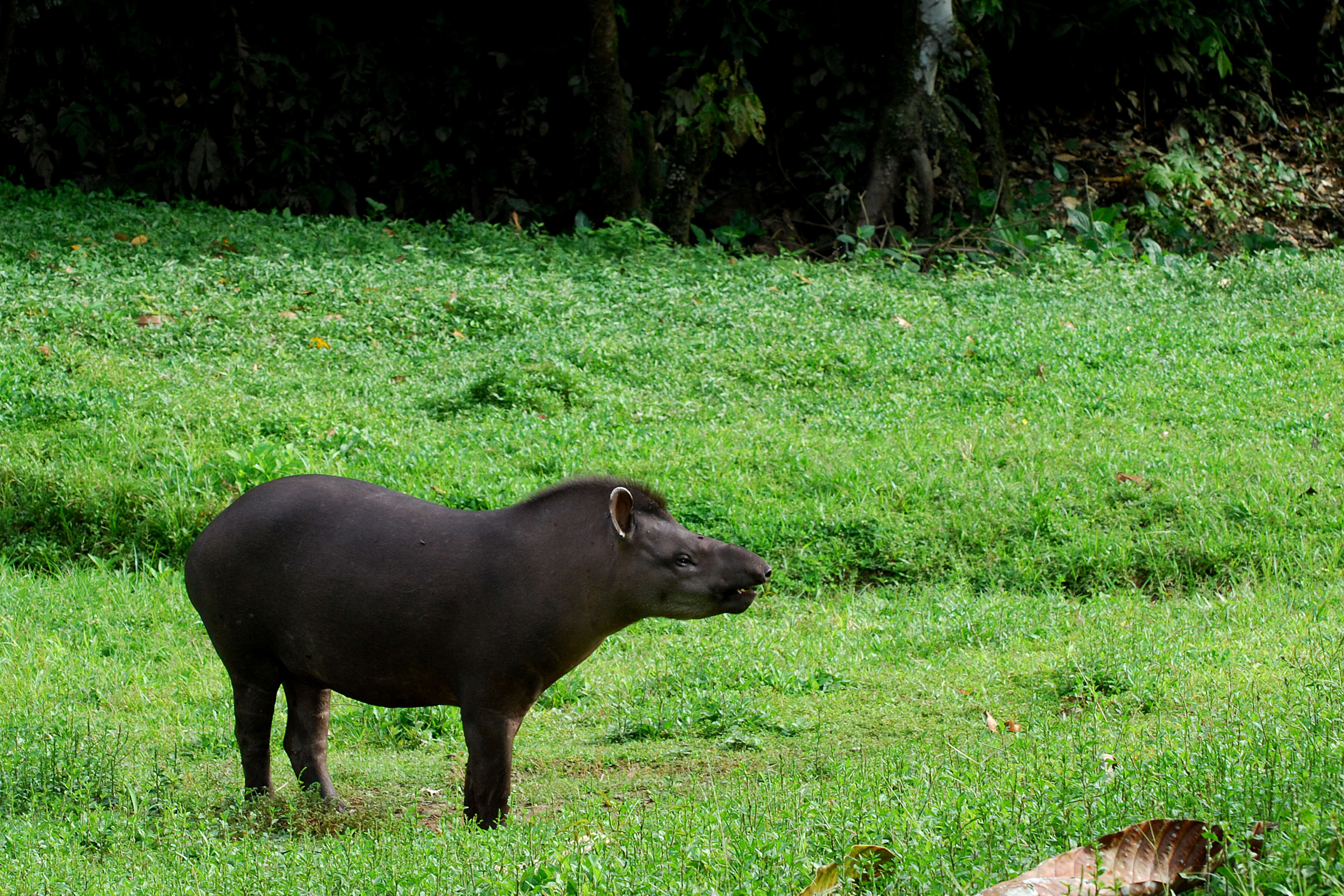 Image of Brazilian Tapir