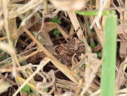 Image of Clouded Grasshopper