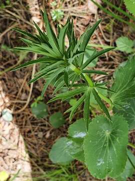 Image of Eryngium tricuspidatum L.