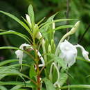 Image de Curcuma scaposa (Nimmo)