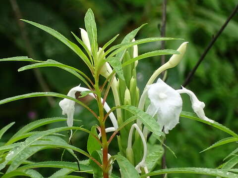 Image de Curcuma scaposa (Nimmo)