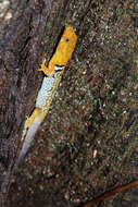 Image of O'Shaughnessy's Gecko