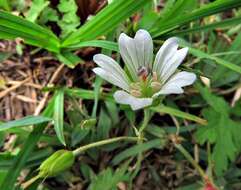 Image of Geranium wakkerstroomianum R. Knuth