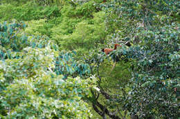 Image of Woolly monkey