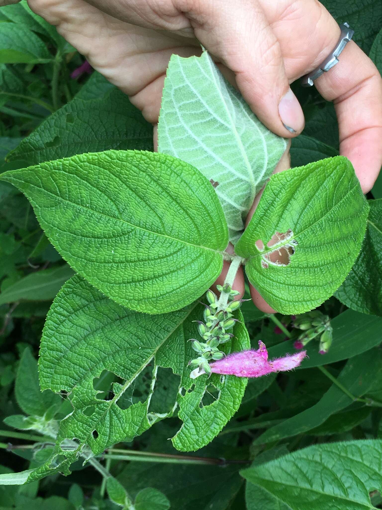 Image of Salvia tortuosa Kunth