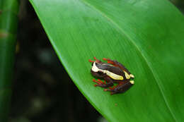 Image of Dendropsophus bifurcus (Andersson 1945)