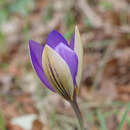 Image of early crocus