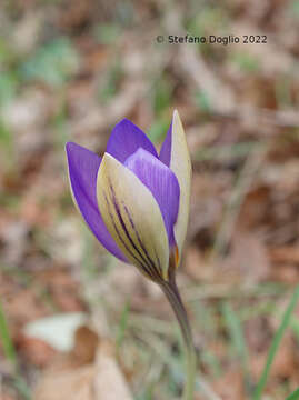 Image of early crocus