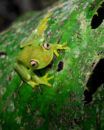 Image of Demerara Falls Treefrog