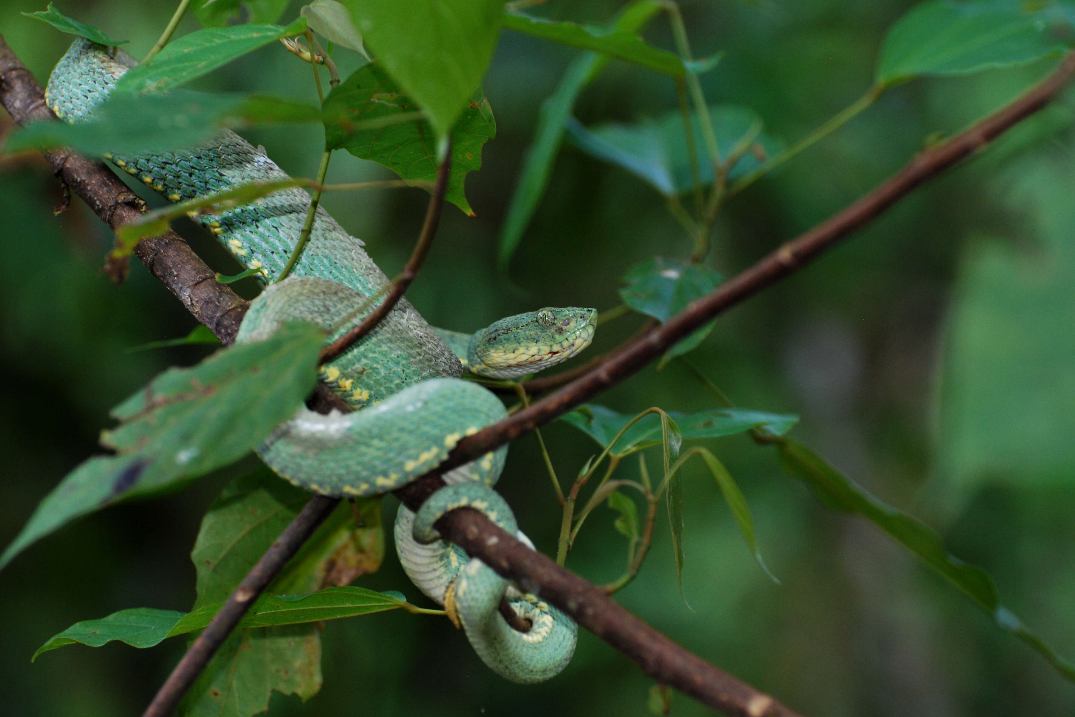 Image of Green Jararaca