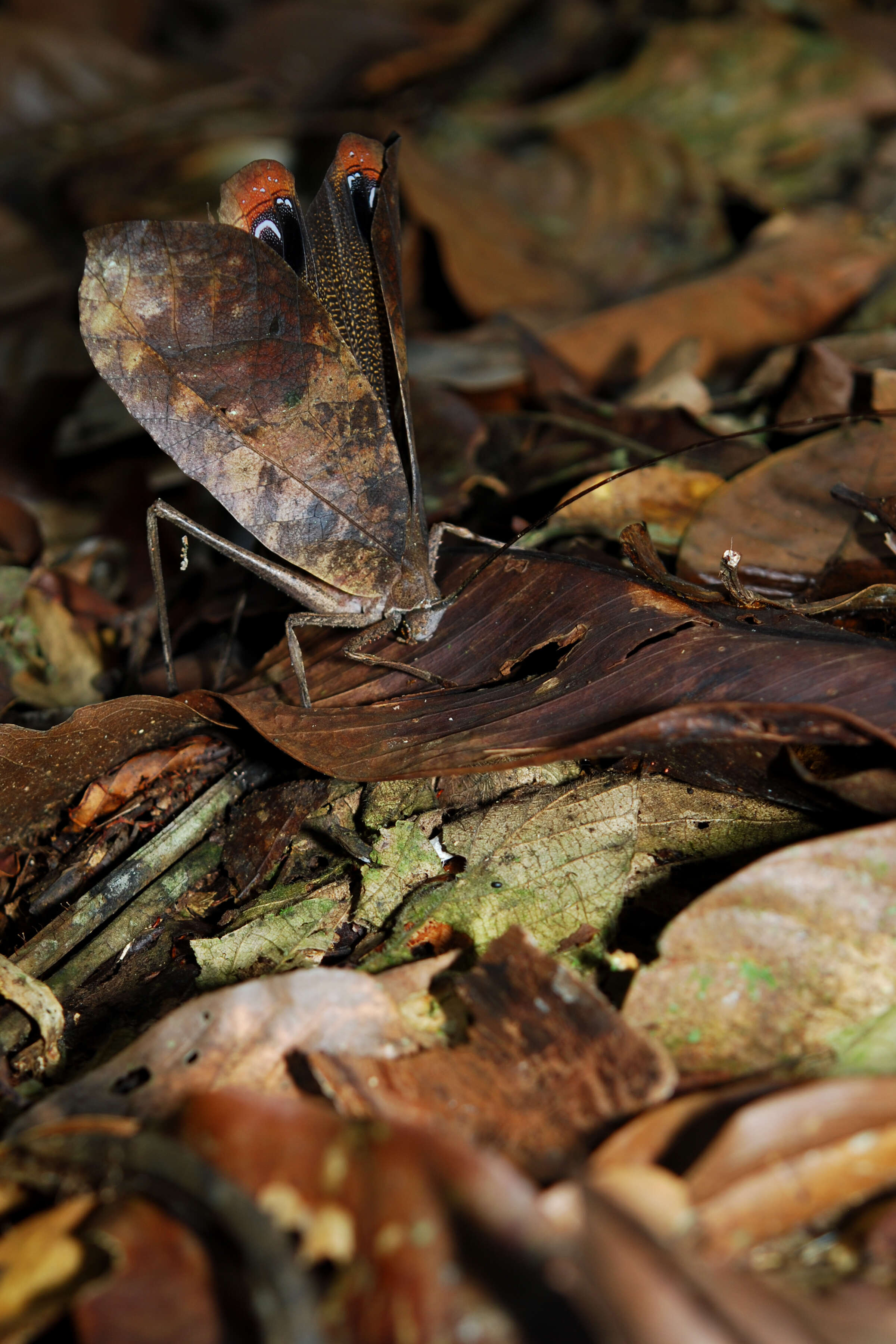 Image of Peacock katydid