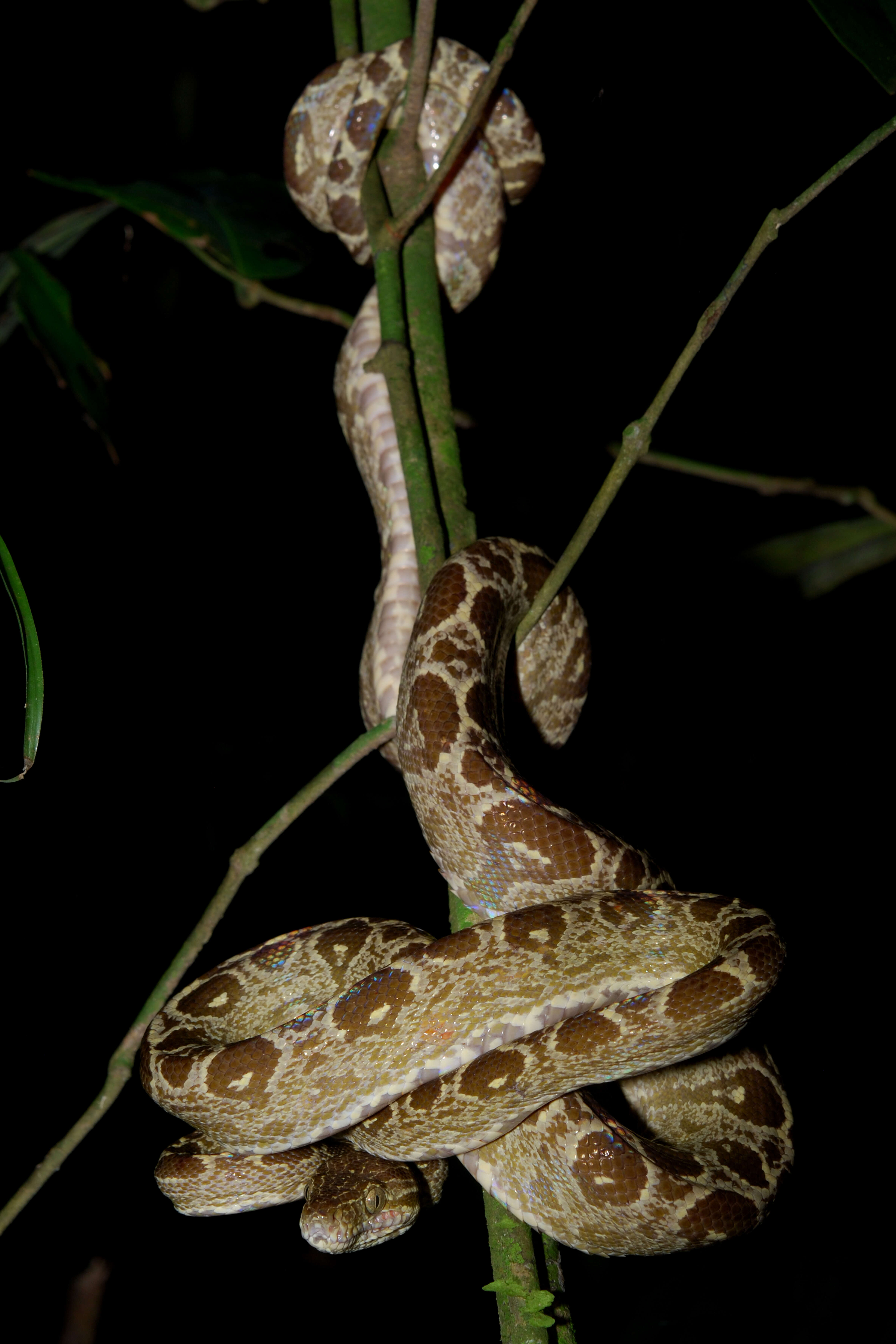 Image of Corallus hortulanus (Linnaeus 1758)