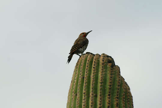 Image of Cactus Wren