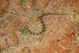 Image of Mohave Rattlesnake