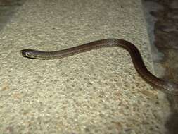 Image of Black-headed Snake (equatoriana