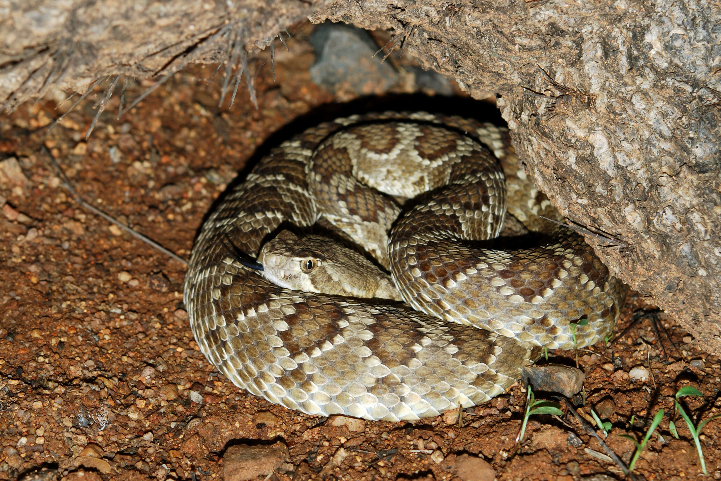 Image of Mohave Rattlesnake