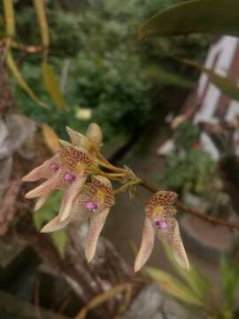 Image of Bulbophyllum guttulatum (Hook. fil.) N. P. Balakr.