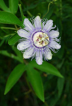 Image of Maypop