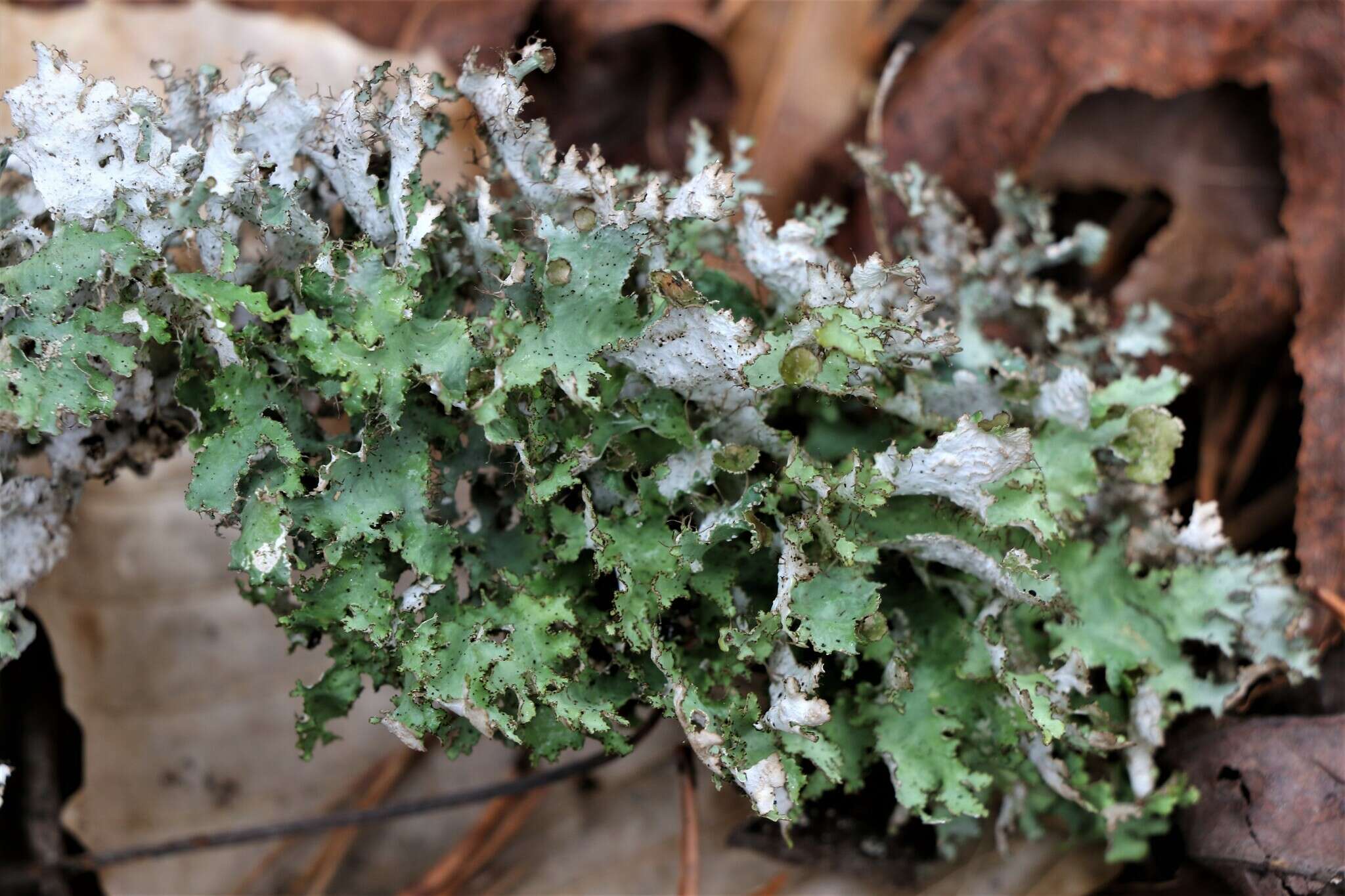 Image of Tuckermanopsis ciliaris