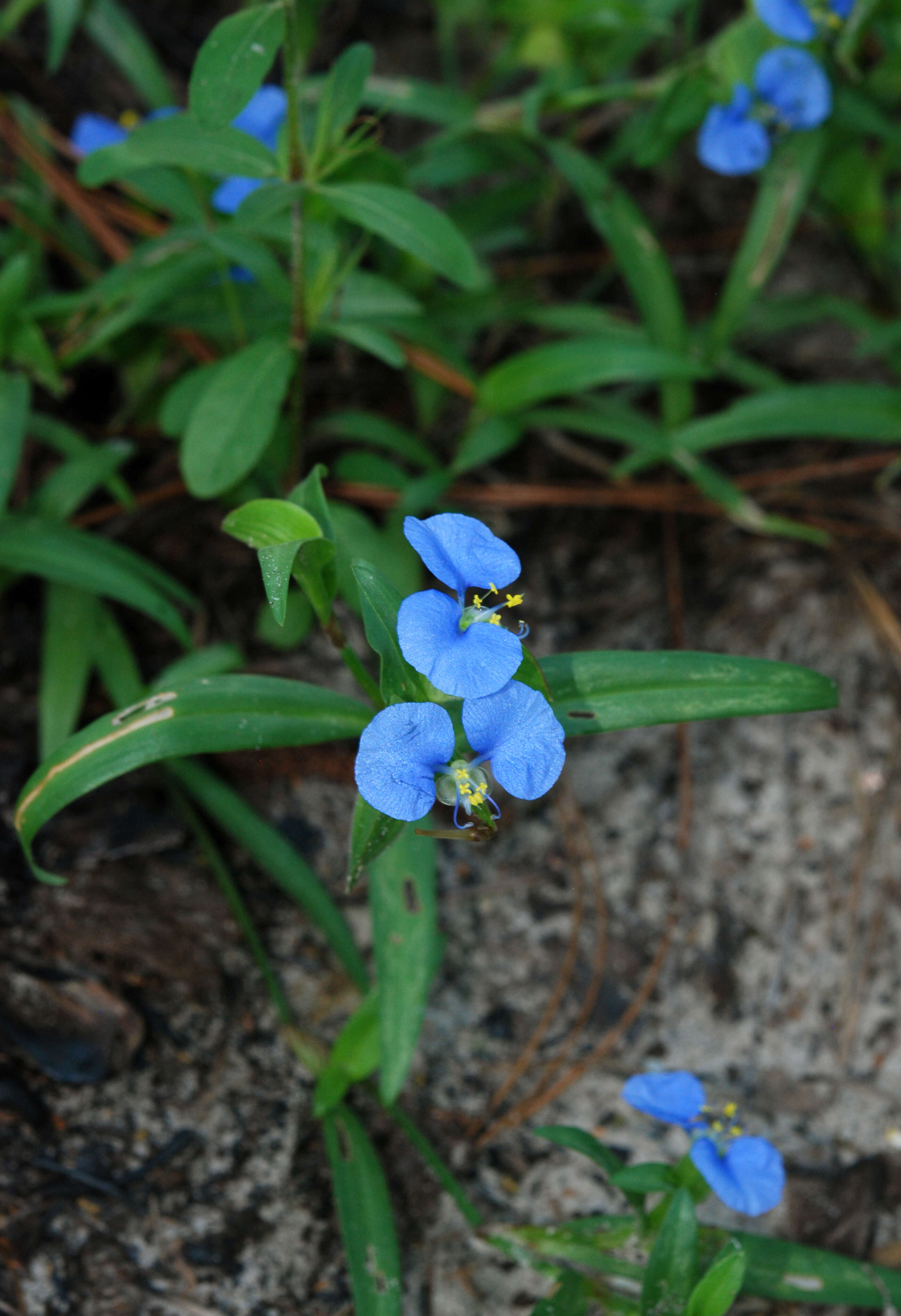 Image of Blousel Blommetjie