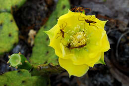 Image of Eastern Prickly Pear