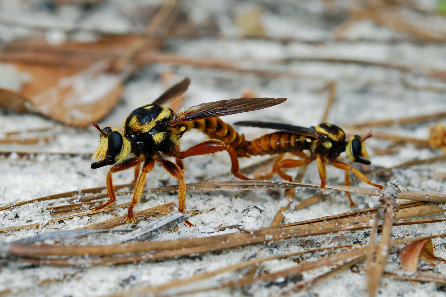 Image of Laphria saffrana Fabricius 1805