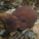 Image of Lactarius subumbonatus Lindgr. 1845