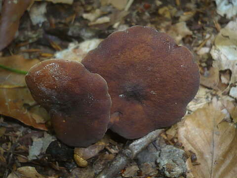 Image of Lactarius subumbonatus Lindgr. 1845