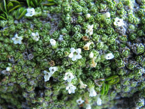 Image of Veronica chionohebe Garn.-Jones