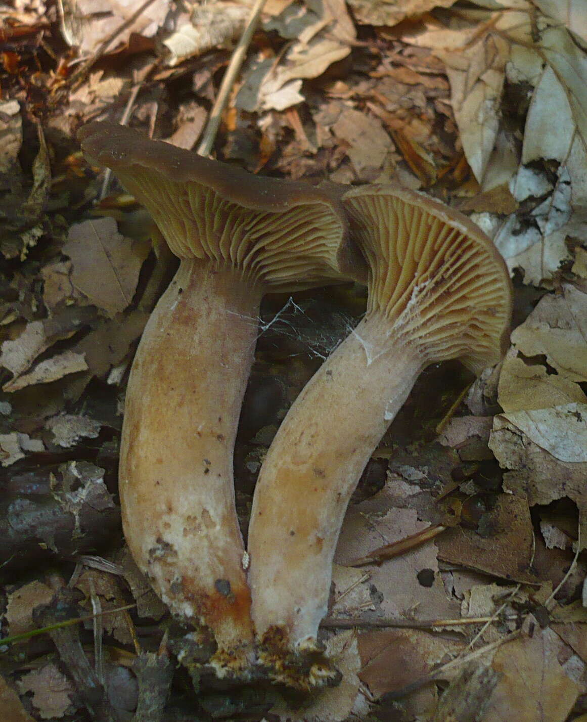 Image of Lactarius subumbonatus Lindgr. 1845