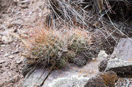 Echinopsis hertrichiana (Backeb.) D. R. Hunt resmi