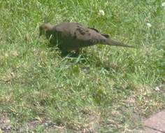 Image of American Mourning Dove