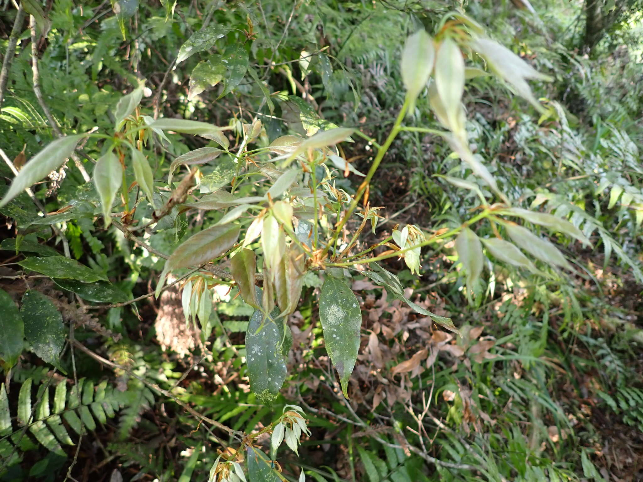 Image of Quercus longinux Hayata