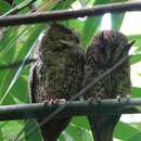 Image of Sulawesi Scops Owl