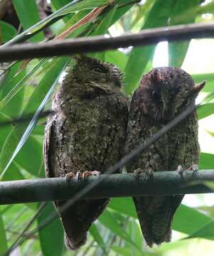 Image of Sulawesi Scops Owl